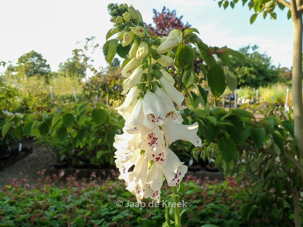 Digitalis purpurea ‚Dalmatian White‘