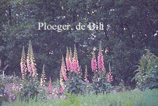 Digitalis purpurea ‚Exelsior Hybrids‘