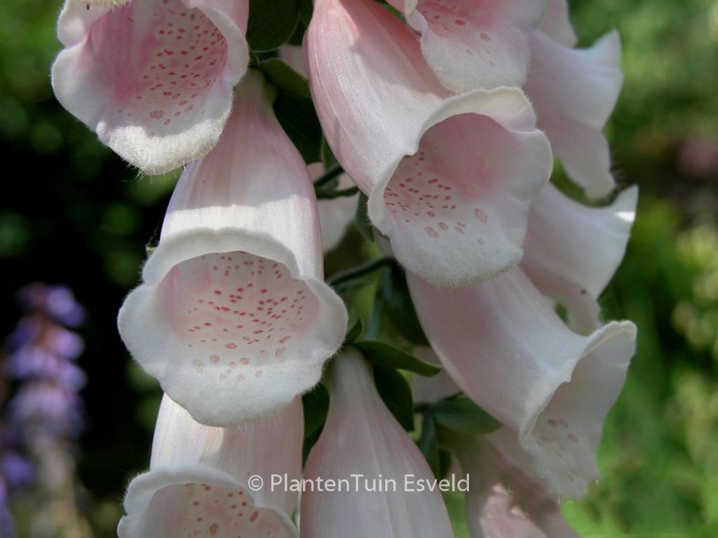 Digitalis purpurea