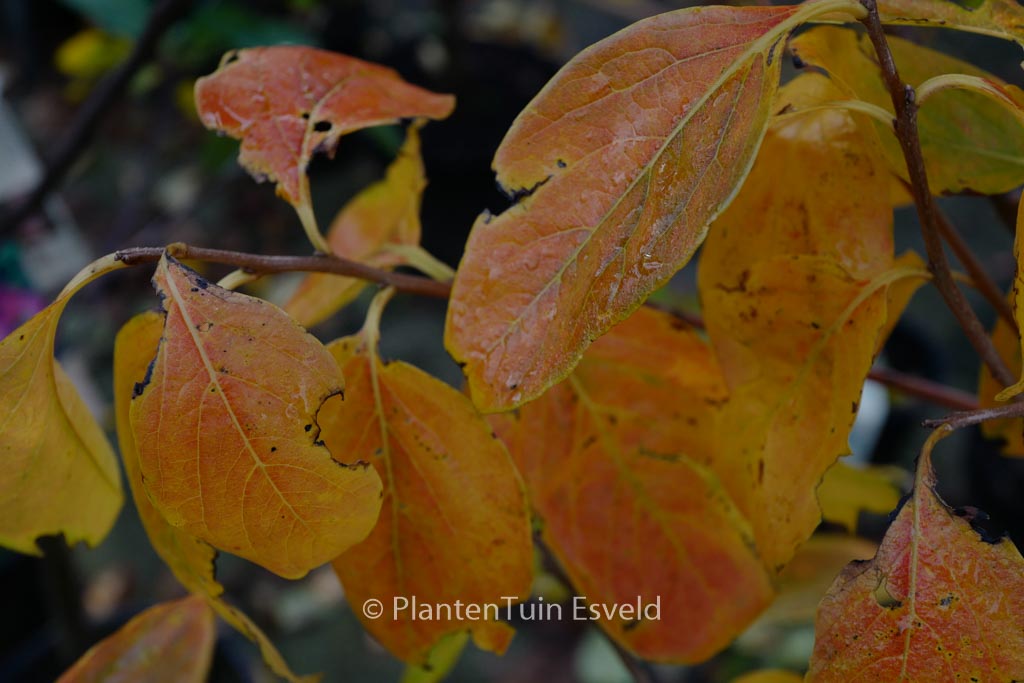 Diospyros ‚Nikita’s Gift‘