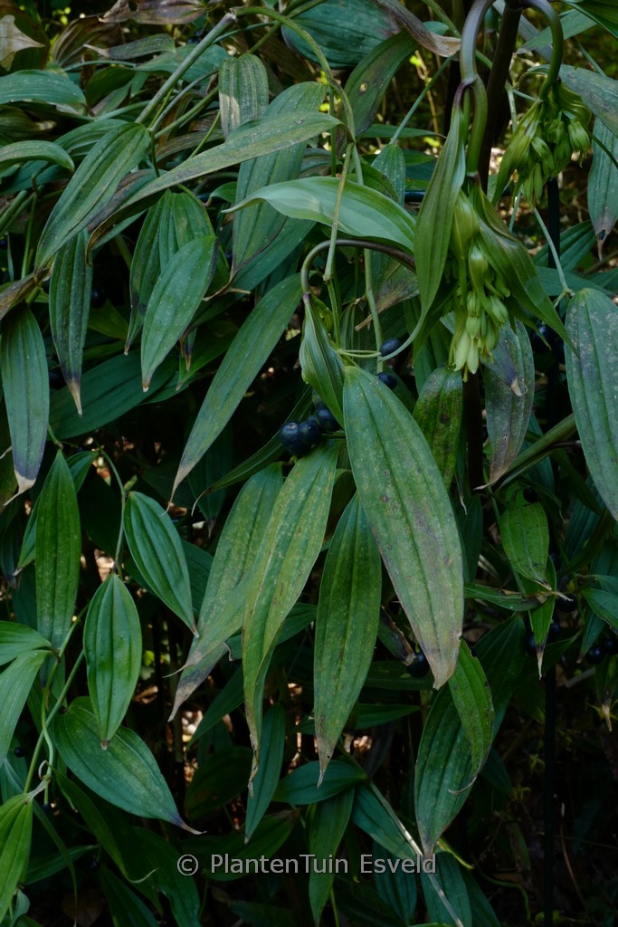 Disporum cantoniense ‚Green Giant‘