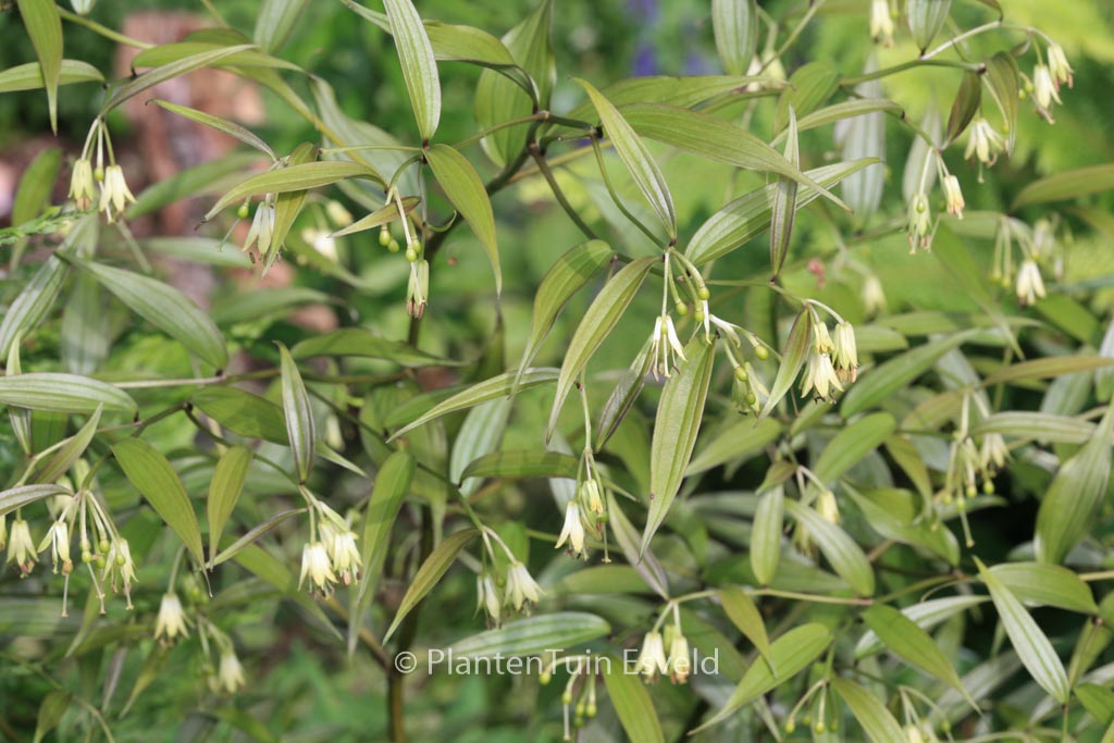 Disporum cantoniense ‚Night Heron‘