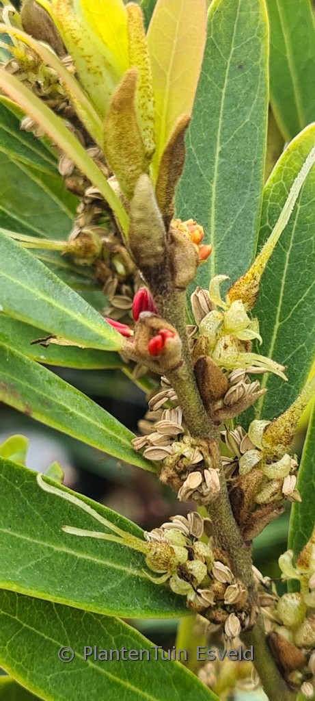 Distylium buxifolium