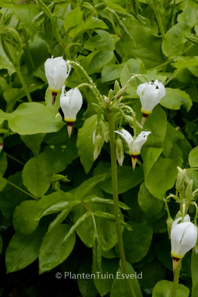 Dodecatheon meadia ‚Album‘