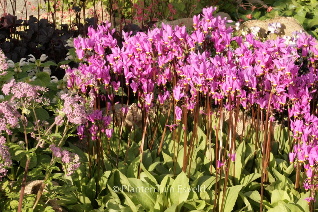 Dodecatheon meadia ‚Queen Victoria‘