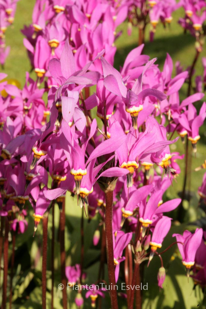Dodecatheon pulchellum ‚Red Wings‘