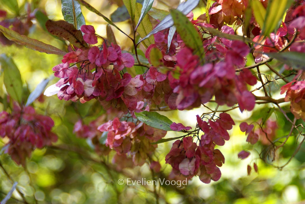 Dodonaea viscosa ‚Purpurea‘