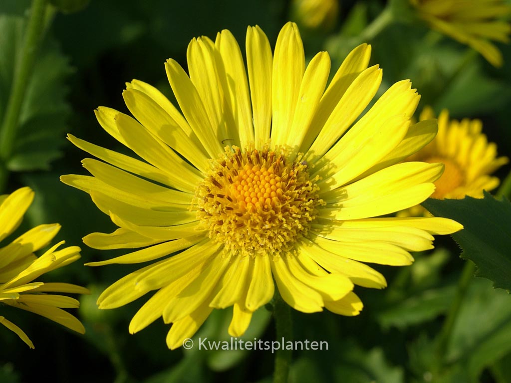 Doronicum orientale ‚Little Leo‘
