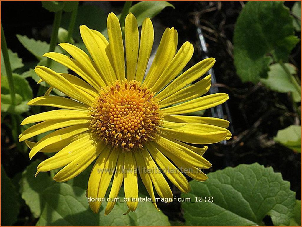 Doronicum orientale ‚Magnificum‘