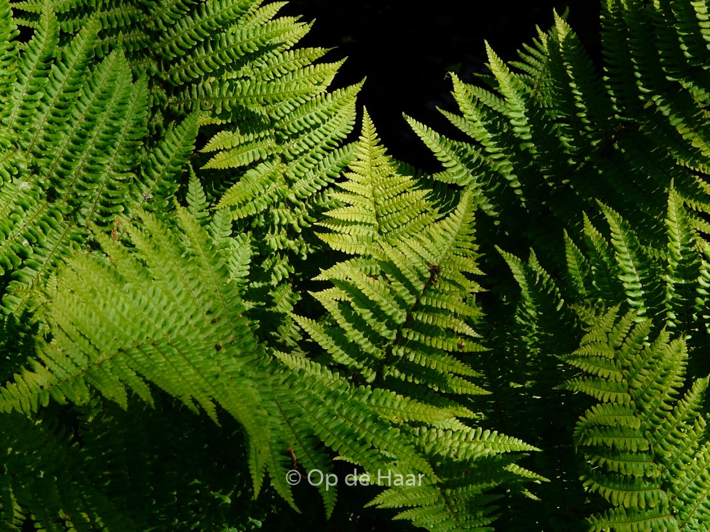 Dryopteris affinis ‚Crispa‘