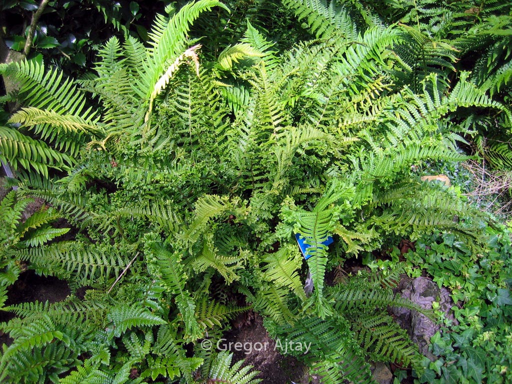 Dryopteris affinis ‚Cristata‘