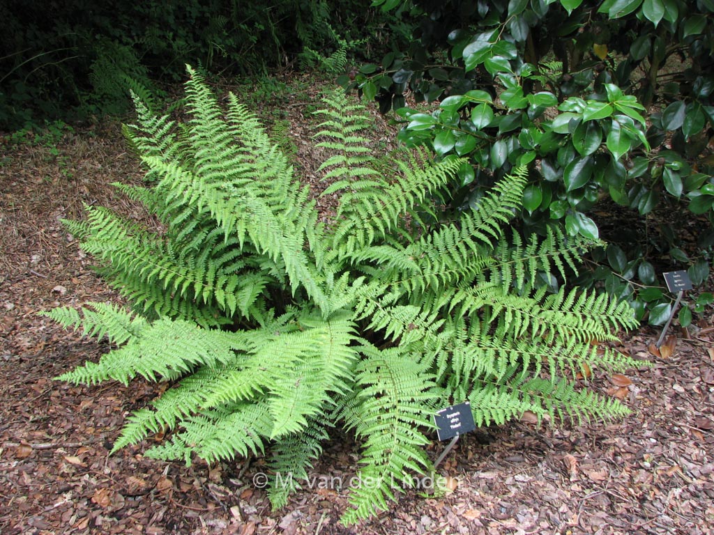 Dryopteris affinis ‚Pinderi‘