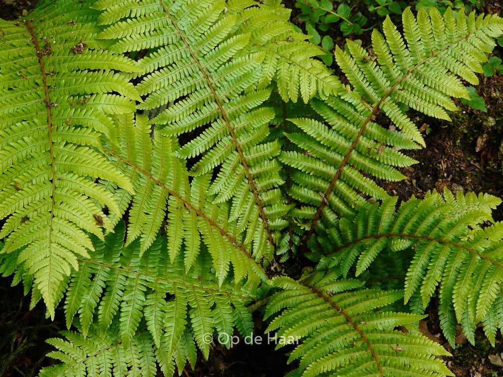 Dryopteris crassirhizoma