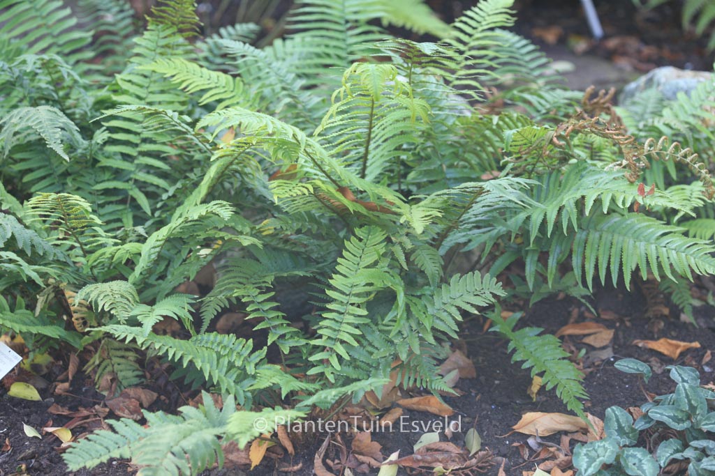 Dryopteris cycadina