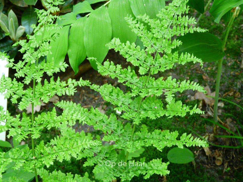 Dryopteris dilatata ‚Crispa Whiteside‘