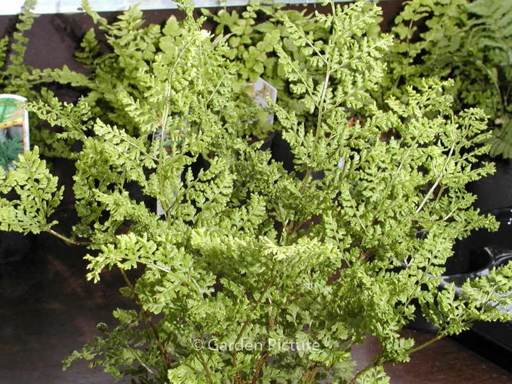 Dryopteris dilatata ‚Lepidota Cristata‘