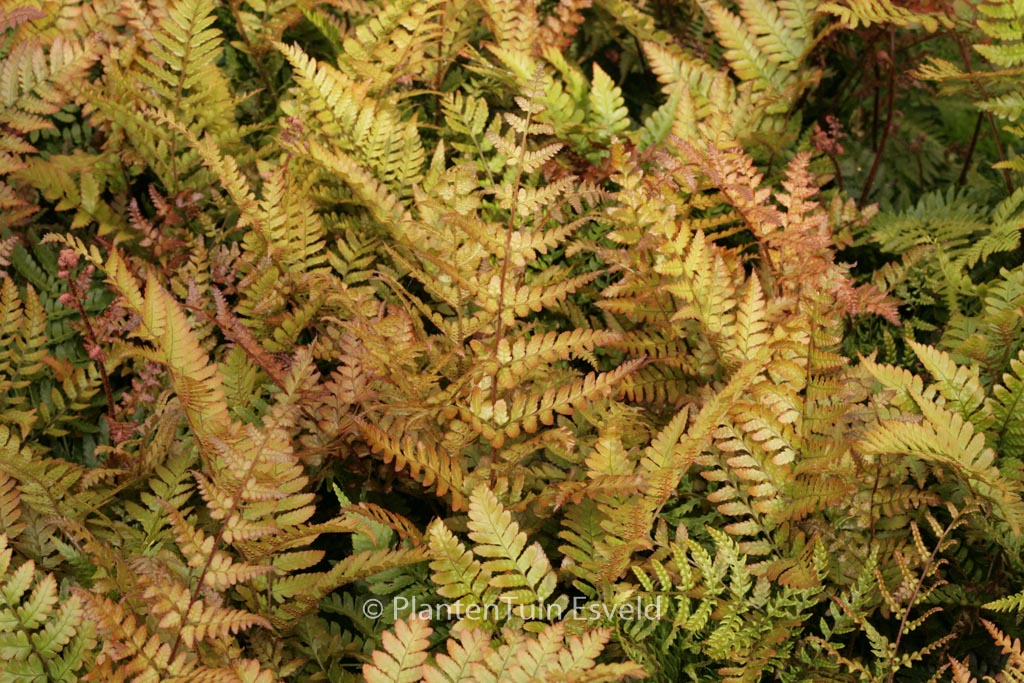 Dryopteris erythrosora ‚Prolifica‘