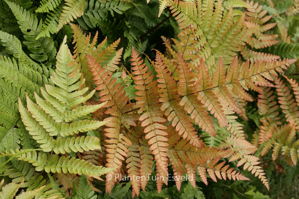 Dryopteris erythrosora