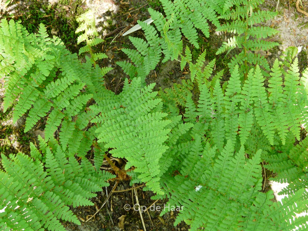 Dryopteris filix-mas ‚Barnesii‘