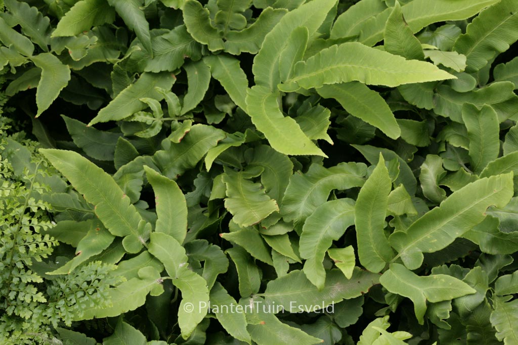 Dryopteris sieboldii