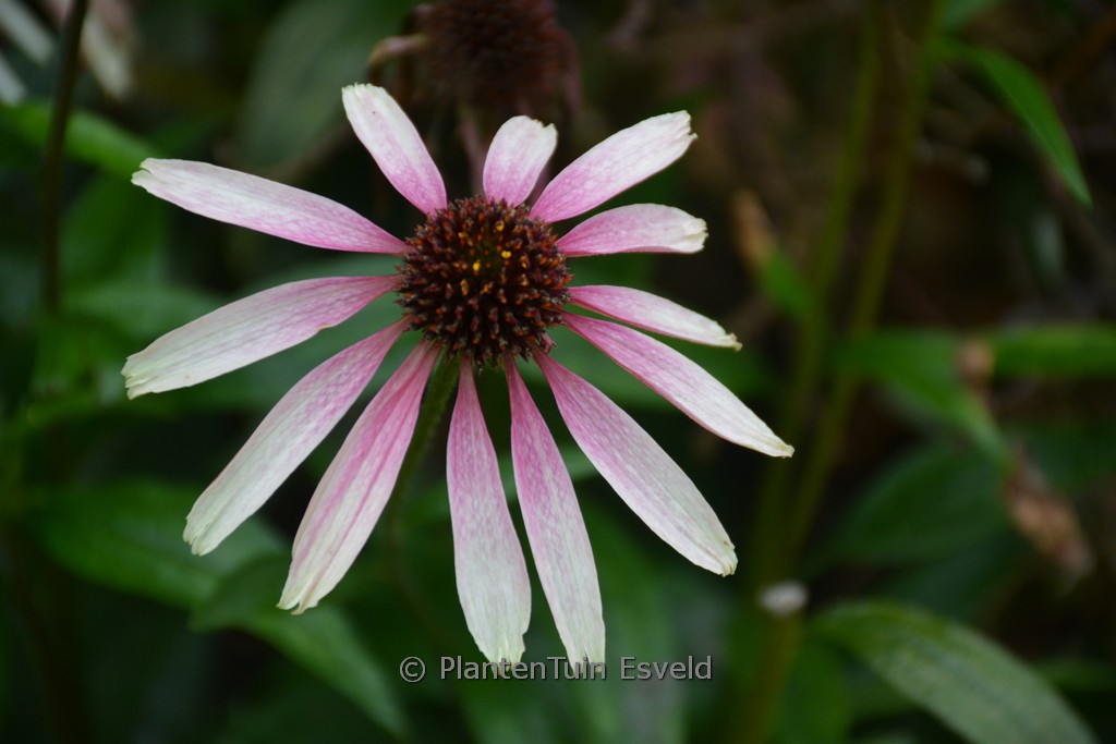 Echinacea ‚JS Engeltje‘ (PRETTY PARASOLS)