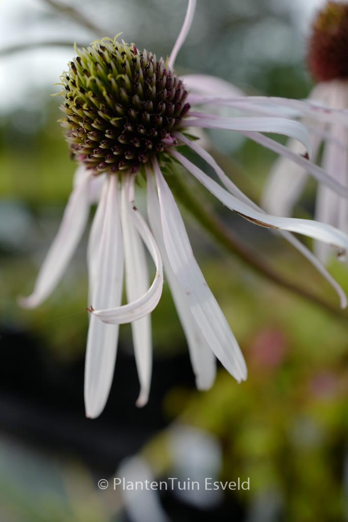 Echinacea pallida ‚Hula Dancer‘