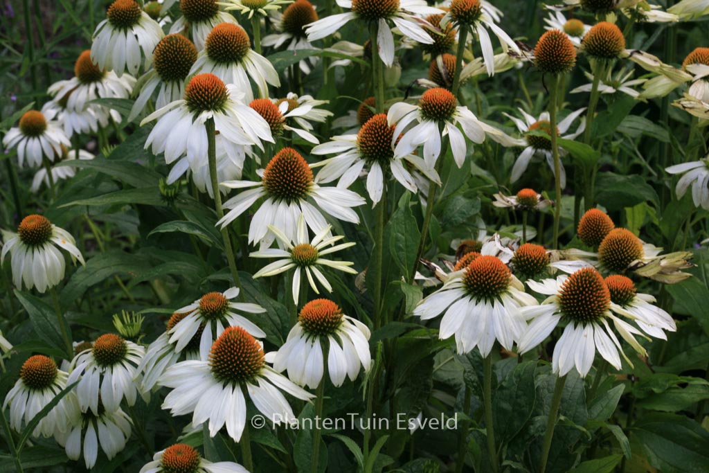 Echinacea purpurea ‚Alba‘