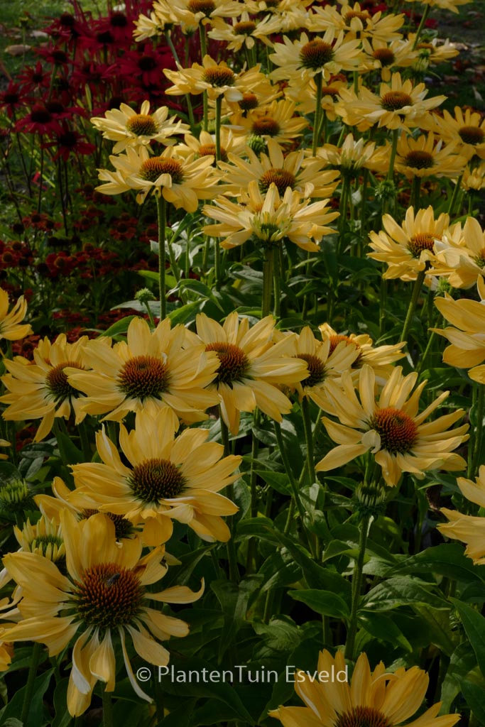 Echinacea purpurea ‚Aloha‘