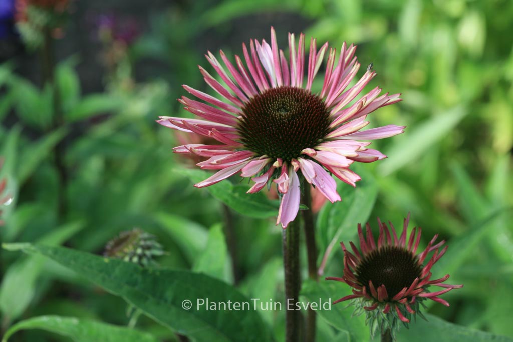 Echinacea purpurea ‚Augustkoenigin‘