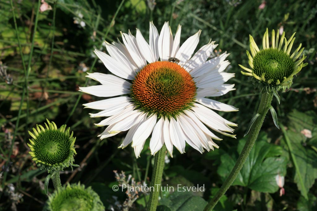 Echinacea purpurea ‚Avalanche‘