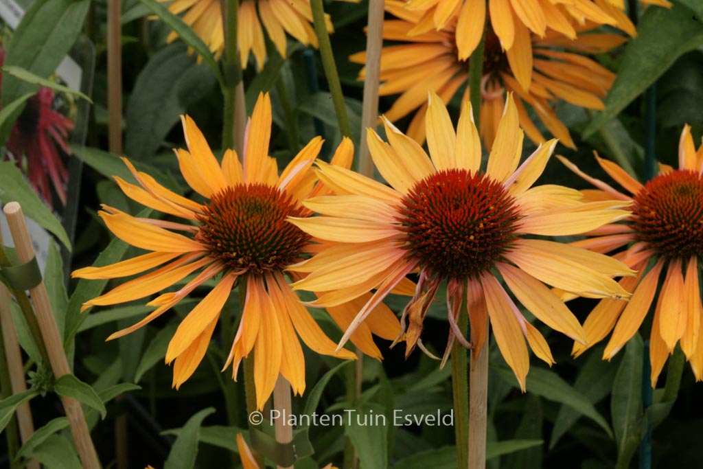 Echinacea purpurea ‚Big Kahuna‘