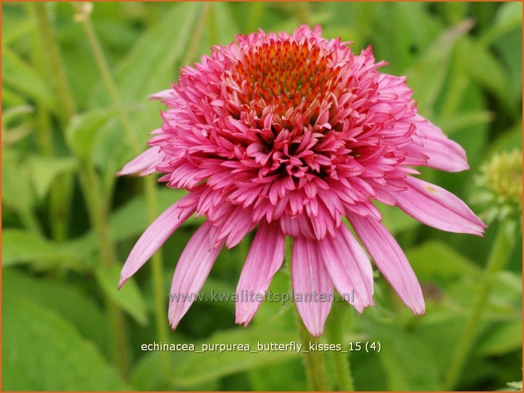 Echinacea purpurea ‚Butterfly Kisses‘