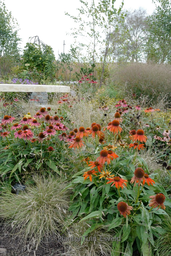 Echinacea purpurea ‚Cheyenne Spirit‘