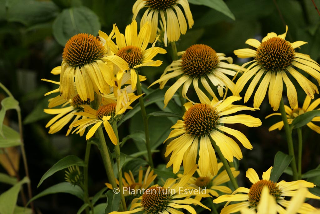 Echinacea purpurea ‚Cleopatra‘