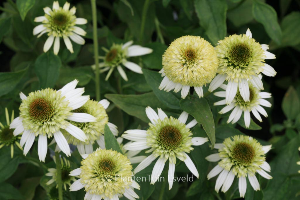 Echinacea purpurea ‚Coconut Lime‘