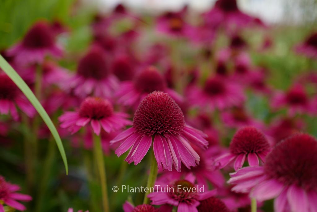 Echinacea purpurea ‚Delicious Candy‘