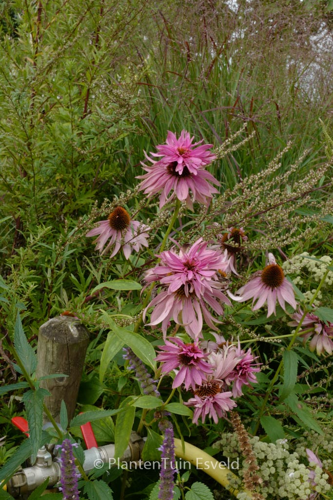 Echinacea purpurea ‚Doubledecker‘