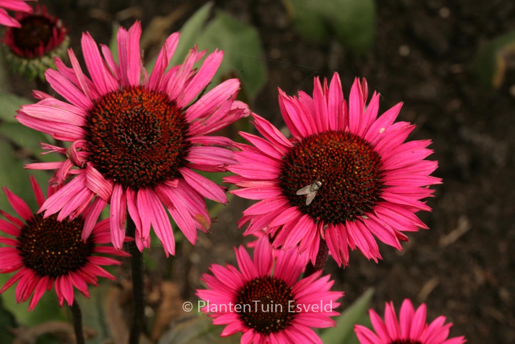 Echinacea purpurea ‚Fatal Attraction‘