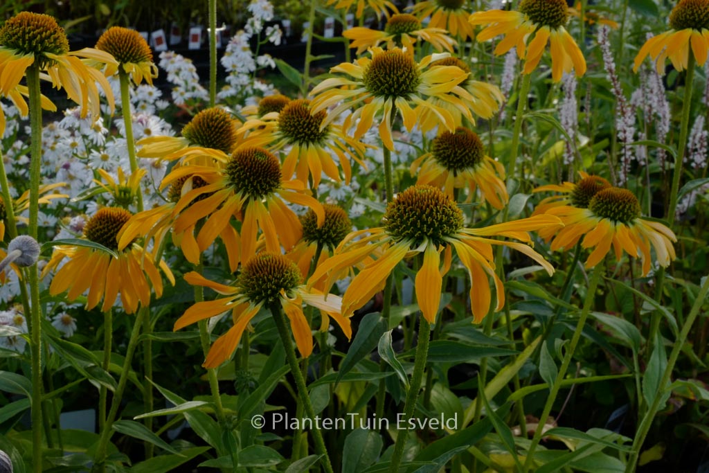 Echinacea purpurea ‚Golden Skipper‘