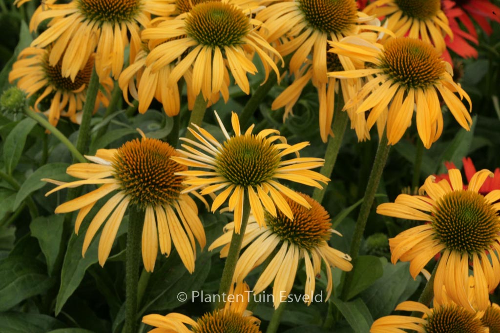 Echinacea purpurea ‚Harvest Moon‘