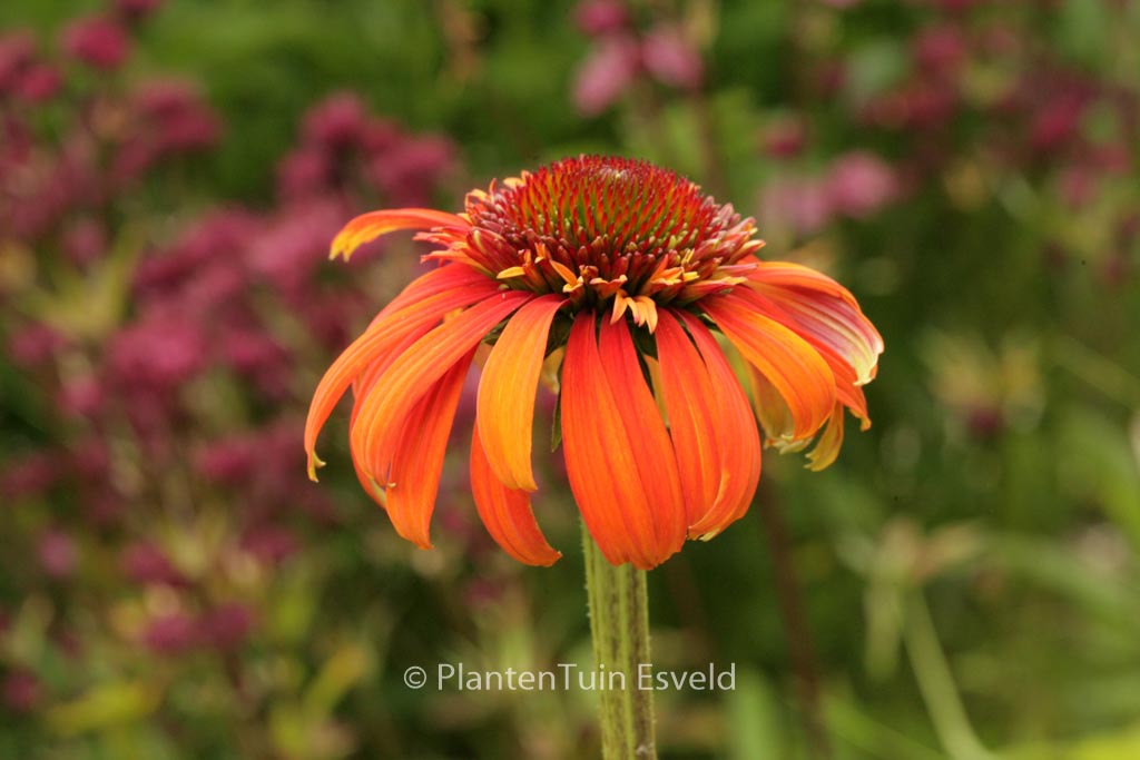 Echinacea purpurea ‚Hot Papaya‘