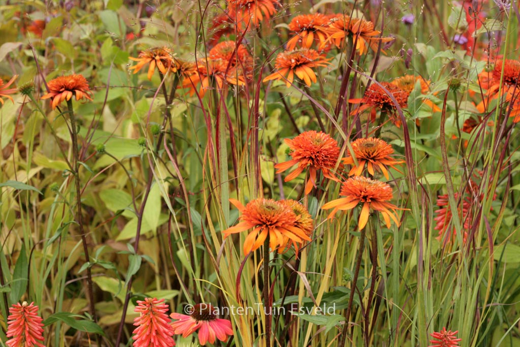 Echinacea purpurea ‚Irresistible‘