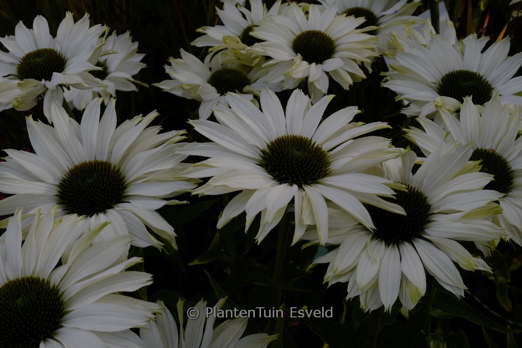 Echinacea purpurea ‚JS Ivo’s Poem‘