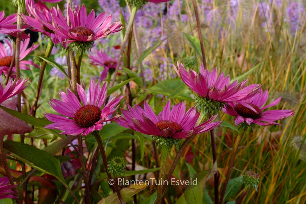Echinacea purpurea ‚JS Robin Hood‘