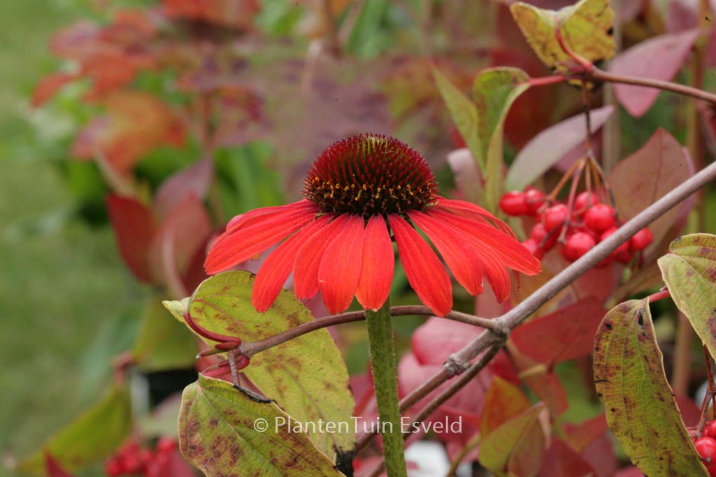 Echinacea purpurea ‚Julia‘