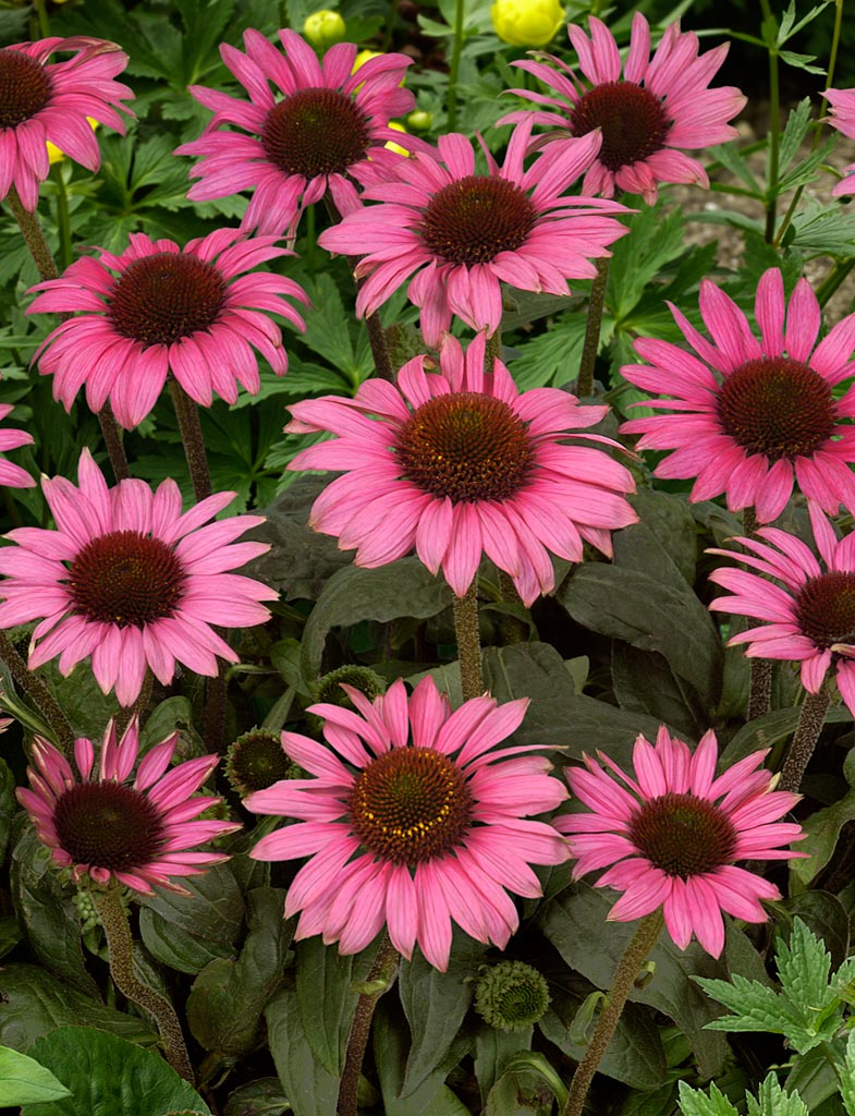Echinacea purpurea ‚Little Magnus‘