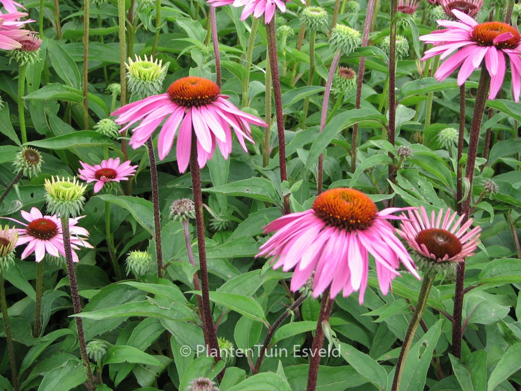 Echinacea purpurea ‚Magnus‘