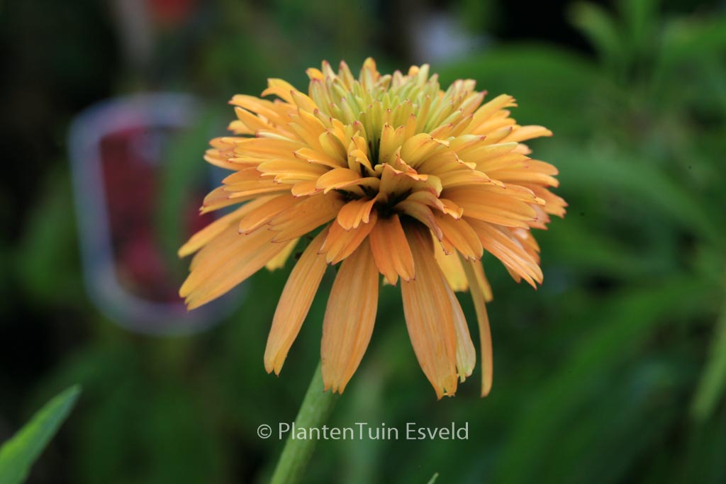 Echinacea purpurea ‚Marmelade‘