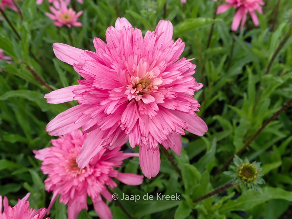 Echinacea purpurea ‚Mini Belle‘