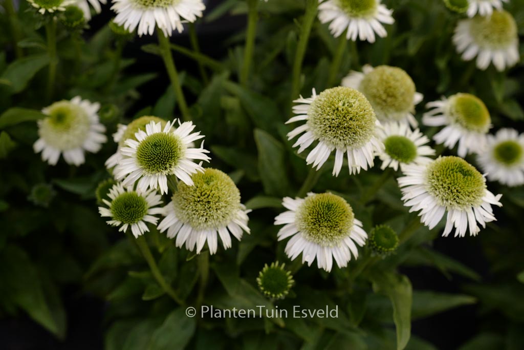 Echinacea purpurea ‚Noecthree‘ (DELICIOUS NOU